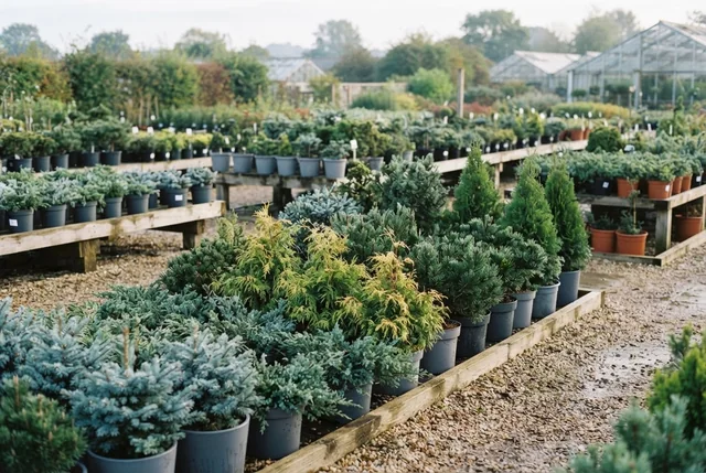 Illustrative outdoor nursery row of varied green conifers.